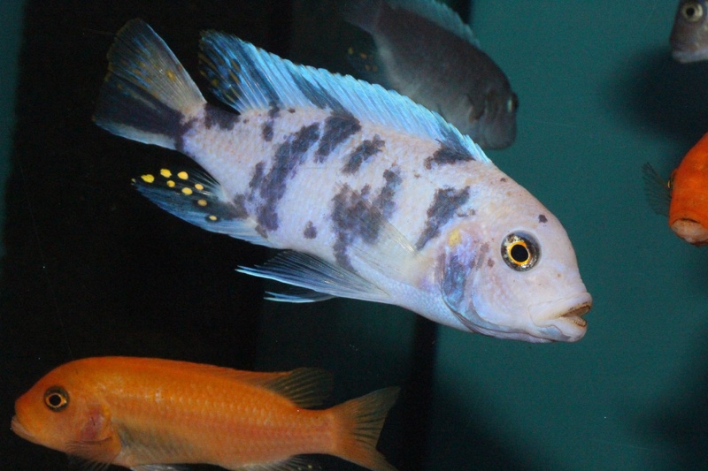 Maylandia zebra 'Mala Point'